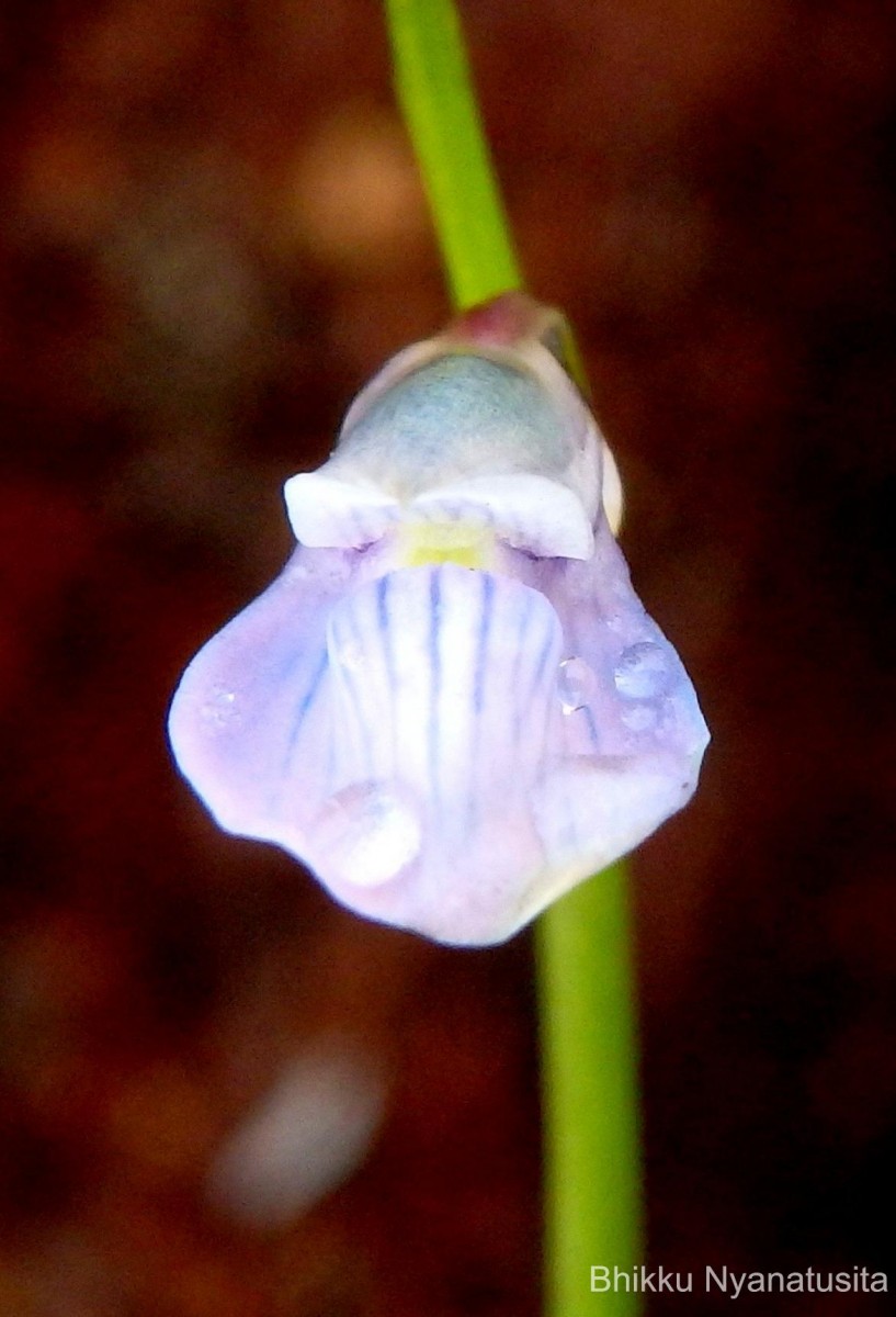 Utricularia uliginosa Vahl